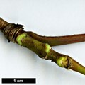 SpeciesSub: subsp. sterculiaceum